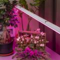 Лампа светодиодная для растений Эра G13 9W 1200K прозрачная XGYT8B102-E9 RW