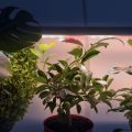 Подвесной светодиодный светильник для растений Эра Fito-18W-T5-Ra90 Б0049313