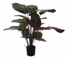  Home-Religion Растение в горшке (60 см) Калатея розеопикта 58008700
