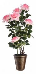  Вещицы Растение в горшке (74 см) Роза кустовая YW-37
