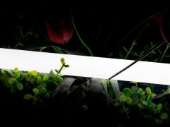 Лента светодиодная SWG PRO 00-00013284