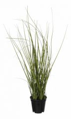  Home-Religion Растение в горшке (37 см) Трава 58005400