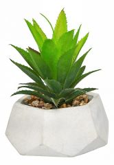  Вещицы Растение в горшке (12x15 см) Rio1