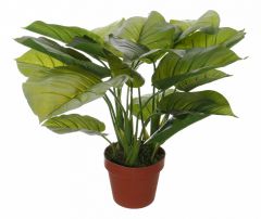  Home-Religion Растение в горшке (50 см) Потос 58008500