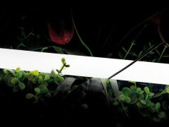 Лента светодиодная SWG PRO 00-00013283