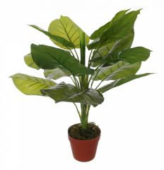  Home-Religion Растение в горшке (63 см) Потос 58008600