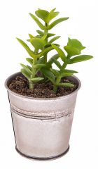  Lefard Растение в горшке (8.5х14 см) Сукулента 269-102
